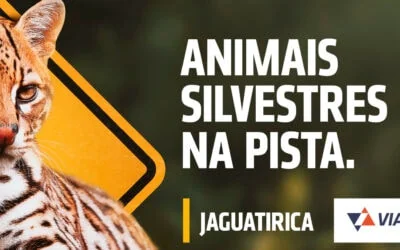 Dia da fauna: VIABAHIA inicia campanha para alertar os motoristas sobre animais silvestres e reduzir atropelamento nas rodovias