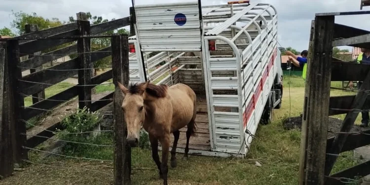 Operações de captura de animais são realizadas nas BRs 324 e 116