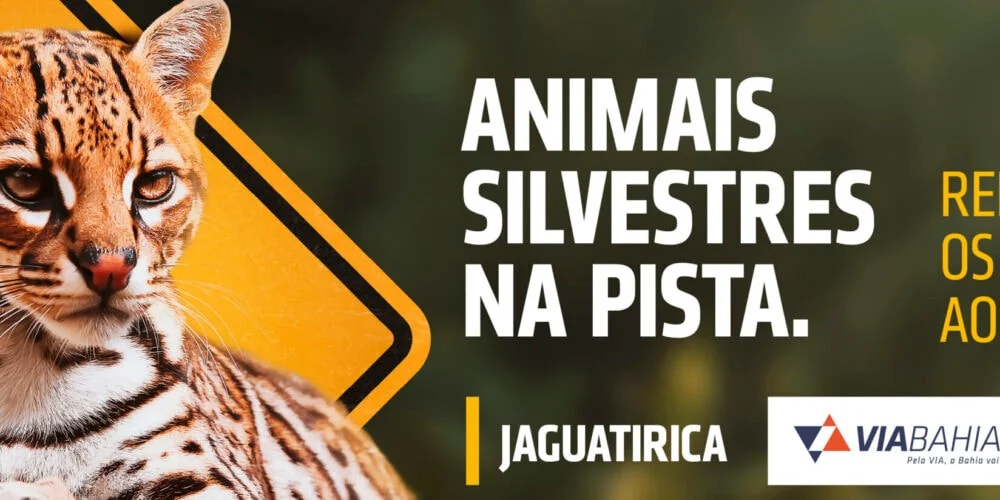 Dia da fauna: VIABAHIA inicia campanha para alertar os motoristas sobre animais silvestres e reduzir atropelamento nas rodovias