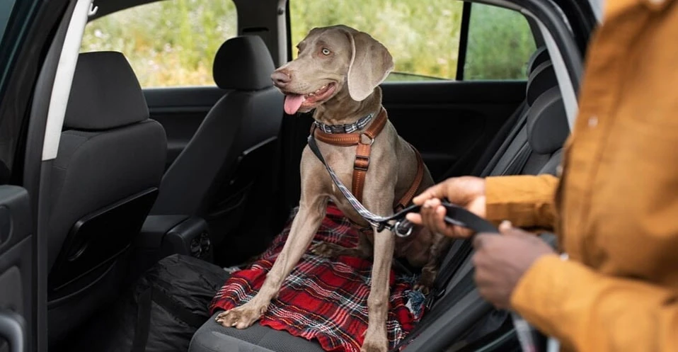 Saiba cuidados necessários para viajar com animais de carro durante o São João 