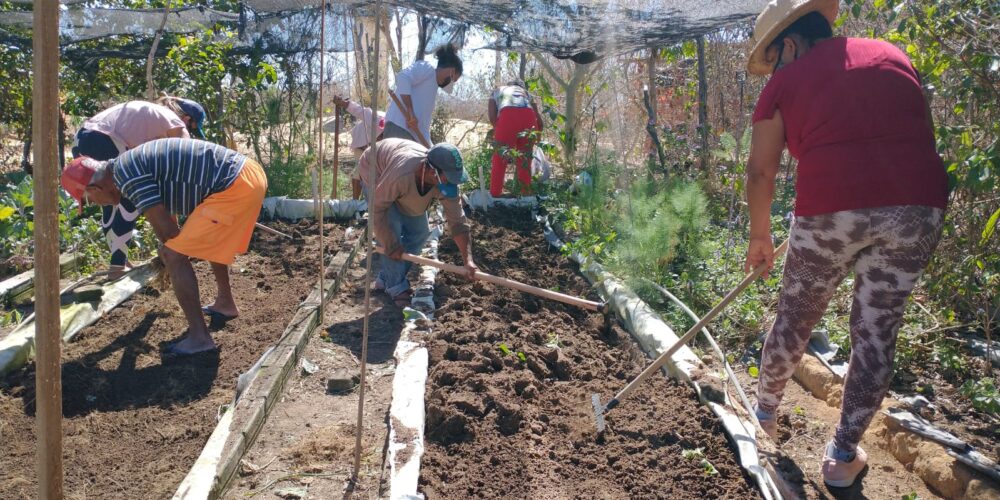 VIABAHIA desenvolve hortas comunitárias e promove oficinas de compostagem